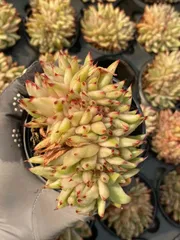 2025年最新】多肉植物 マリア錦の人気アイテム - メルカリ