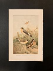ヒタキ科　1893年の動物画 pl.2