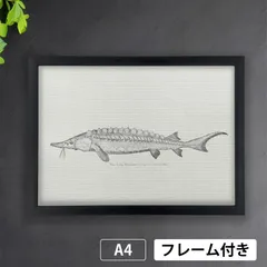 ぽ*け様 チョウザメ　レア　オブジェ　魚　 標本 　樹脂封入 ぽ*け様 チョウザメレアオブジェ魚 標本 樹脂封入