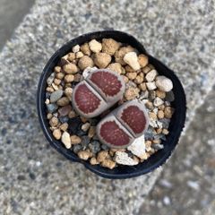 多肉植物 リトープス 菊章玉