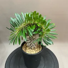 ❣️パキポディウム ラメリー 超大株❗️子株付き❣️抜き苗 Amazon.co.jp: 超特大 塊根植物 抜き苗 パキポディウム ラメリー