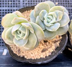 多肉植物♡プラグ苗♡ラブリーローズ♡2苗♡ランダム発送♡ 多肉植物♡プラグ苗♡ラブリーローズ♡2苗♡ランダム発送