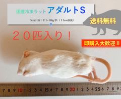 【送料無料】国産冷凍ラットアダルトS 20匹入@即購入OK！北海道・沖縄の方も送料無料です！