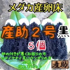 メダカ産卵床 10㎝  ★産助(さんすけ)2号黒５★ ※組立不要！金魚にものサムネイル