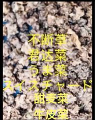 岐阜産　不断草、トキシラズ、タウヂサ、うま菜、スイスチャード　1セット　　50粒