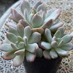 多肉植物 ☘️ アンストーン 大きめ苗 抜き苗 - メルカリ