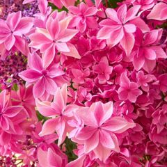 アオバナハイノキ 苗木 - メルカリ