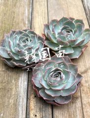 韓国苗　エアーマジック苗　グレースリー　直輸入　‼️