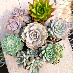 多肉植物　プロリフィカ/プロリフェラ カット苗 10個 プロリフィカ（プロリフェラ） | 山梨で多肉植物を育てるBLOG