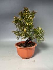 斑入り真柏　盆栽用素材 20cm