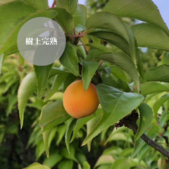 「ダリヤ様専用」6月中旬〜発送予定【2025年度】　白加賀梅　樹上完熟　5kg
