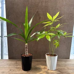 2025年最新】観葉植物 ユッカ エレファンティペスの人気アイテム
