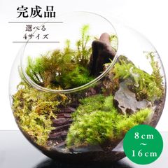 【完成品】10cm ボトルテラリウム 苔テラリウム 階段の向こうに ガラス 新築祝い 開店祝い ギフト テラリウム プレゼント 木化石 観葉植物  新生活 入学祝い 歓迎会 送別会 おしゃれ 贈り物 インテリア グリーン