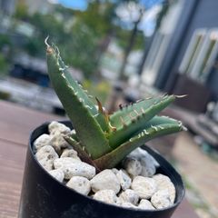 Agave oteroi seedling アガベ オテロイ 実生