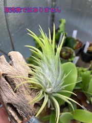 【ネコポス】チランジア （チランジア イオナンタ フエゴ × チランジア バンハイニンギー）Tillandsia （Tillandsia ionantha Fuego xTillandsia van-hyningii）キンクマ農園☆T0088