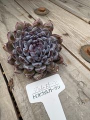 ジェムストーン（大）エケベリア　トロピカルガーデン　多肉植物