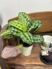 特価　カラテア・ヘレンケネディ　5号　観葉植物　稀少　耐陰性　インテリア　グリーン　屋内　ショップ　リビング　エキゾチック