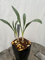 ビアルム ディッキアヌム(35980)