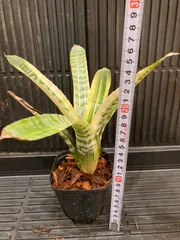 Aechmea chantinii Hybrid〔エクメア〕現品発送A0145 送料無料】Aechmea chantinii Hybrid〔エクメア〕現品発送A0097