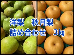 秋月梨　洋梨　詰め合わせ　3㎏