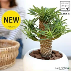 ソテツキリン（蘇鉄麒麟） 白色 丸型 陶器鉢【バークチップ・受皿】 パイナップルコーン ユーフォルビア 蘇鉄キリン きりん