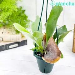 アルシコルネマダガスカル　[選抜]中株 アルシコルネ マダガスカル P. alcicorne var. Madagascar
