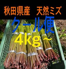 山菜 ミズ 4キロ 新潟県産 採れたて新鮮発送 - メルカリ
