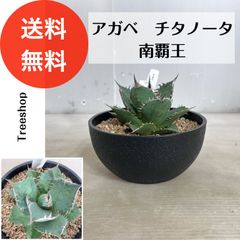 アガベ チタノータ 南覇王【送料無料】高さ0.15ｍ（鉢込み）幅0.1ｍ 18cmプラ鉢 多肉植物 ドライガーデン インテリア 観葉植物 耐寒性