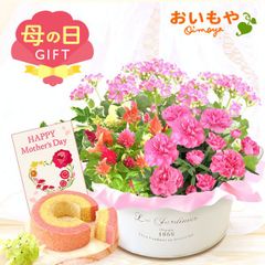 【おいもや公式】母の日限定 寄せ植え【ピンクミックス】 苺 バウムクーヘン スイーツ 洋菓子 お菓子 鉢植え プレゼント 生花 花 カーネーション ケイトウ カランコエ ヘデラ ピンク おしゃれ かわいい (お届け時期:5/5～11のいずれか)