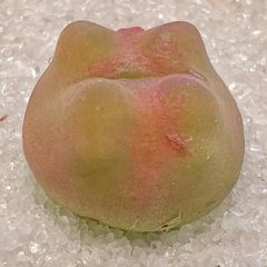 希少コノフィツム 怪獣マウガニー 1.7+cm 水蜜桃 蟠桃 抜き苗 多肉植物 超元気 メルカリ便