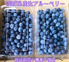 なおこ追加あられ⑱大きめ!❣️ ももホイップ❣️6苗メルカリ便送料込 2025年最新】#コマップの多肉の人気アイテム - メルカリ