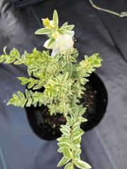斑入りマートル　4号苗　ハーブ苗　金子香草園　ガーデニング　常緑樹