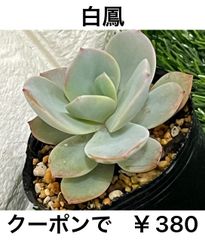 白鳳 多肉植物 多肉 エケベリア