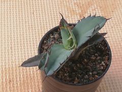 ユッカロストラータ抜き苗1株(鉢などは付きません)タグつき