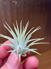 【ネコポス】チランジア イオナンタ ビッグ グリーン　Tillandsia ionantha BigGreen キンクマ農園☆T0119