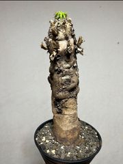 62 ▽euphorbia mlanjeana▽ 発根管理中 特大サイズ ユーフォルビア ムランジーナ【PLANET】塊根植物