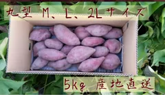 なると金時 丸型 M、L、2Lサイズ 5kg