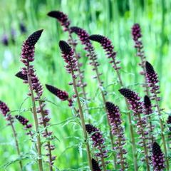赤褐色の花★リシマキア　ボジョレー　苗