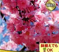 2025年最新】しだれ桜 苗木の人気アイテム - メルカリ
