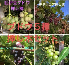 2025年最新】山葡萄 苗の人気アイテム - メルカリ