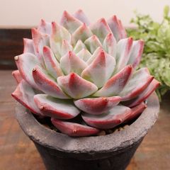 MA069	ブルーバード	【イータニク】多肉植物　韓国苗　第四種郵便発送