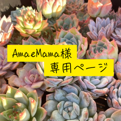 AmaeMama様　専用