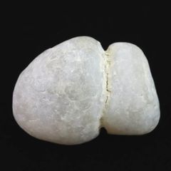 ミナミオオブンブク オオブンブク ブンブク ウニ殻 標本 - メルカリ