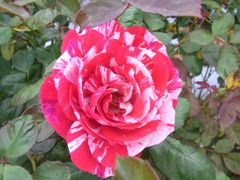 バラ苗 ウィザード 接木新苗 未登録品種 4号ポット 薔薇 苗 ラスト1苗