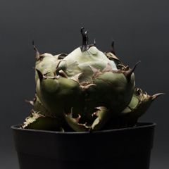 "Agave titanota" アガベ チタノタ【ブラック＆ブルー】 管理2266