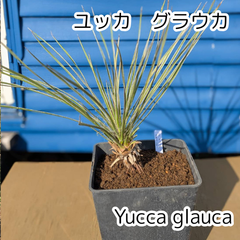 【鉢ごと発送】ユッカ　グラウカ　Yucca glauca　2025.4.9yg1