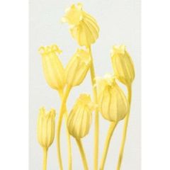 Item thumbnail for item fc5fb4e7-c22e-41f1-a2f8-b30a4f501c2f