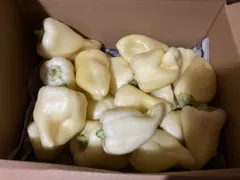 【誰か…】ハンガリアンパプリカ甘味種1.5kg＆辛味種700g