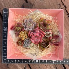 多肉植物　カット苗　詰め合わせ　多肉弁当　エケベリア　韓国苗入り　waikaの多肉