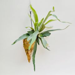 【399V】ベイチー（ビーチー）（Platycerium veitchii） の流木付け